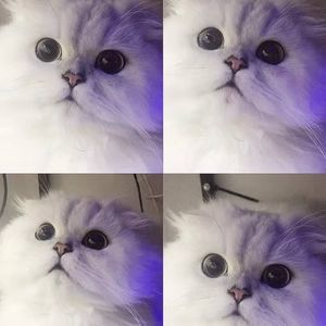 Meet your Posher, Anny